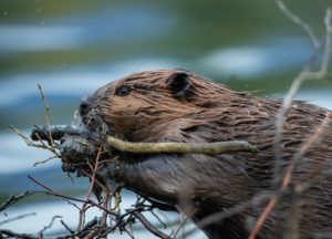 Beaver chewing stick