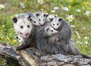 Opossums in a yard
