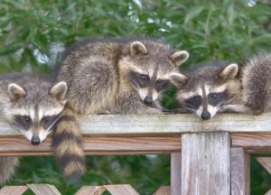raccoons on a deck rail