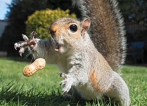 Squirrel going after a peanut