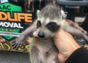 Raccoon in front of a truck