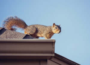 Squirrel in a roof