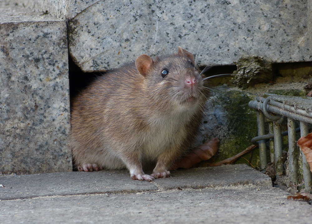 How You Can Humanely Deal With Rats in Your Attic