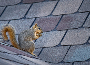 Squirrel in a roof