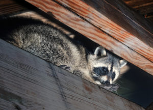 Raccoon in an attic