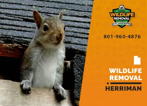 Herriman Wildlife Removal professional removing pest animal