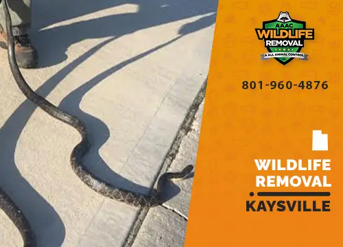 Kaysville Wildlife Removal professional removing pest animal