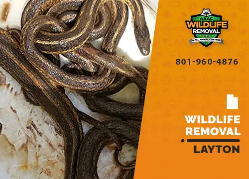 Layton Wildlife Removal professional removing pest animal