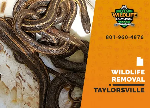 Taylorsville Wildlife Removal professional removing pest animal