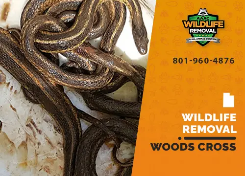 Woods Cross Wildlife Removal professional removing pest animal