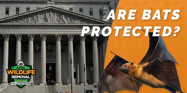 Are Bats Protected? All You Need to Know
