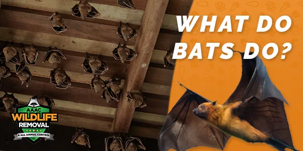 What Do Bats Do?