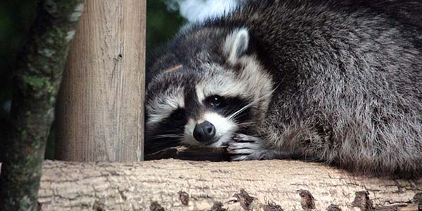 Raccoon Lifespan: How Long Does a Raccoon Live?