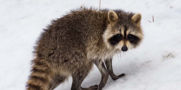 Where do raccoons go in winter?