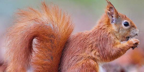 Where Did Squirrels Originate?