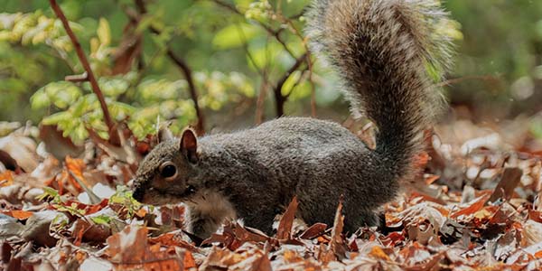How Far Do Squirrels Roam?