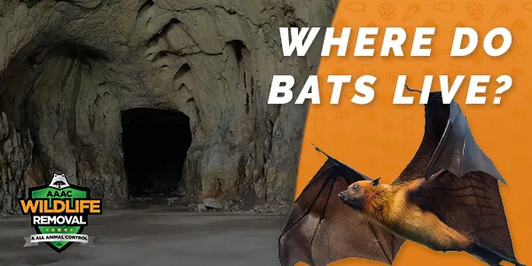 Where Do Bats Live?