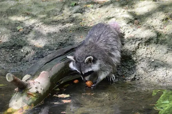 Do Raccoons Wash Their Food?