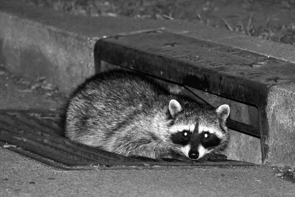 sketchy looking raccoon in a storm drain