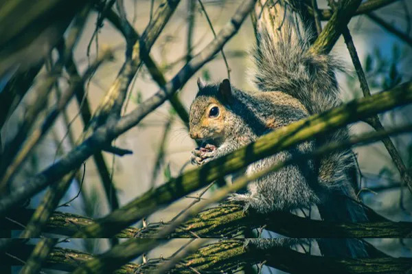 How Long Do Squirrels Hibernate?