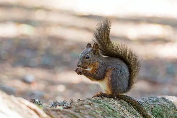 squirrel on a log