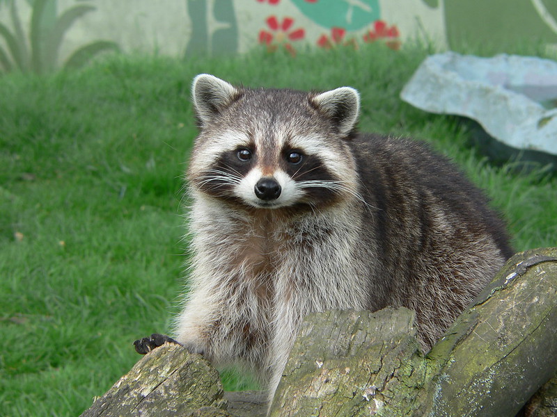 Raccoon Diseases Humans can Catch