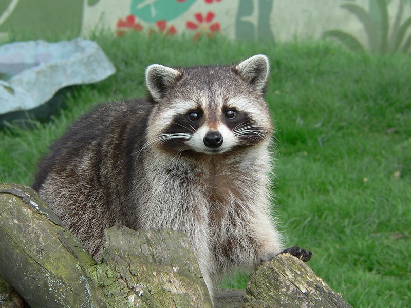 Raccoon Diseases Transmitted to Dogs